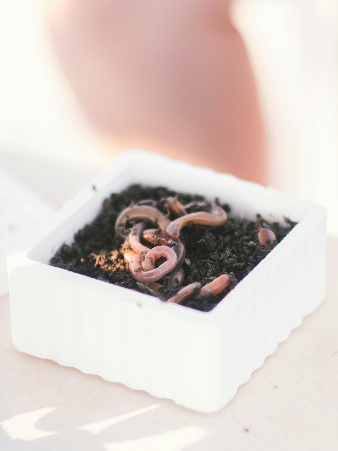 Lombrichi si contorcono in una vasca di plastica bianca piena di terra scura.